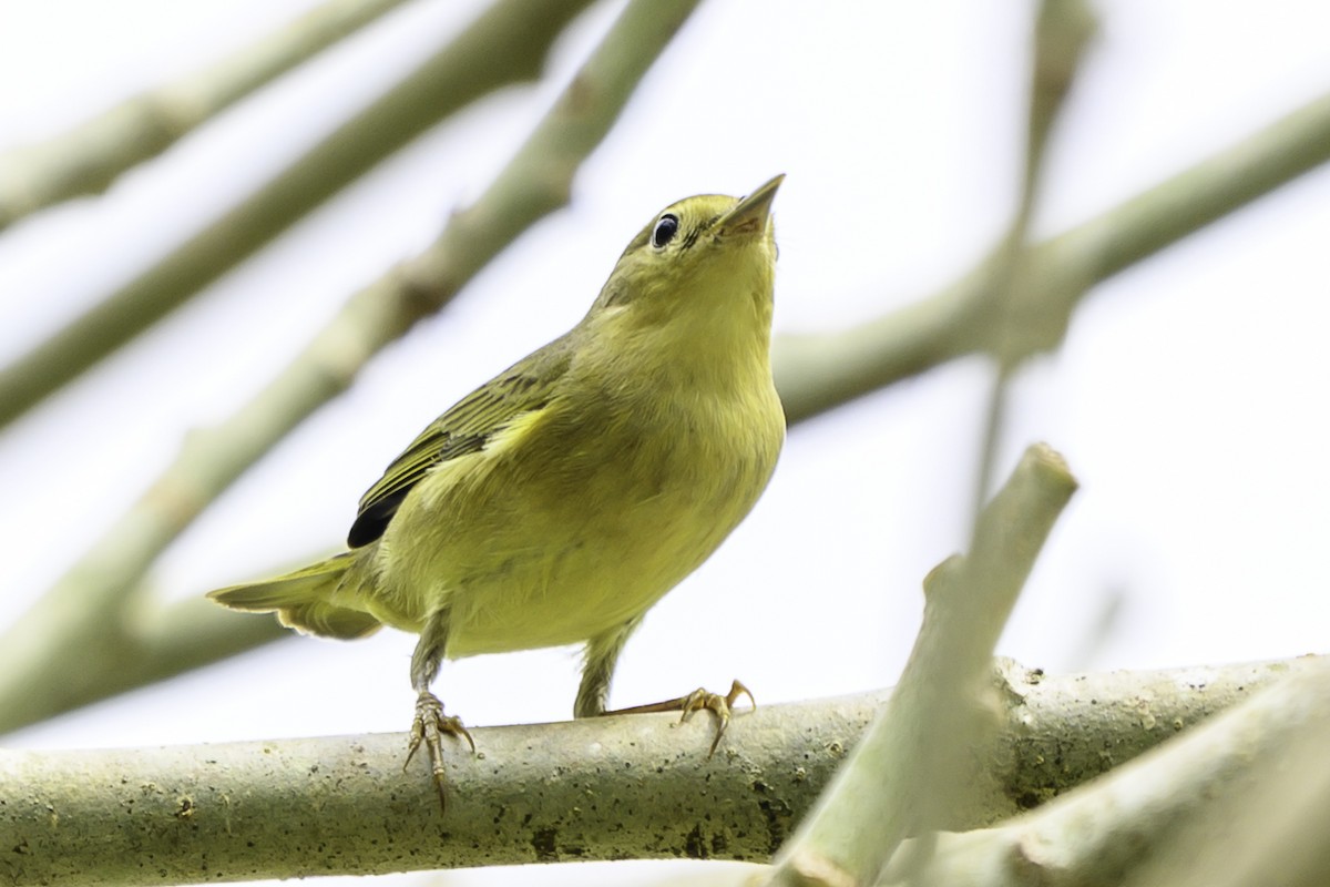 Northern Yellow Warbler - ML645511405