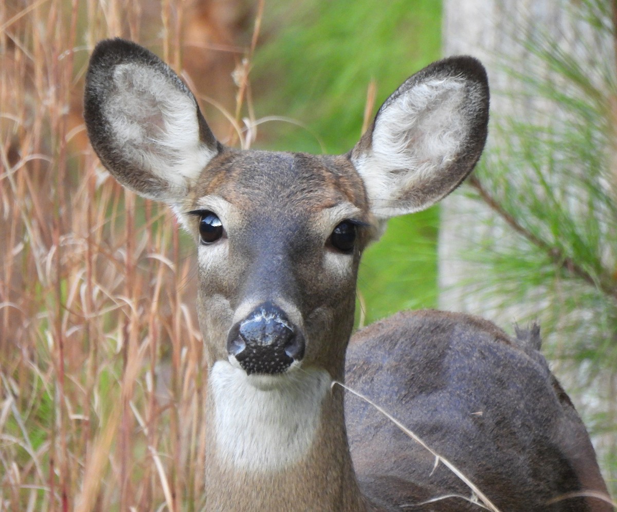 Animals - ML645511409