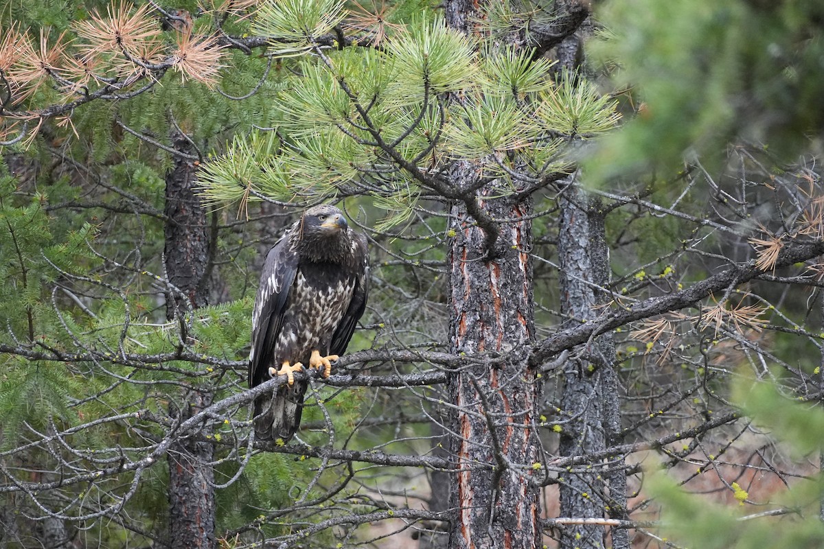 Bald Eagle - ML645511410