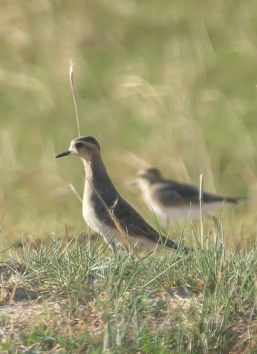 Caspian Plover - ML645511411