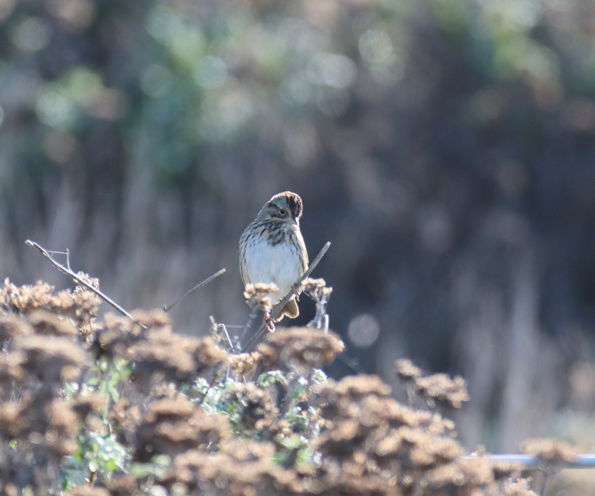 Lincoln's Sparrow - ML645511412