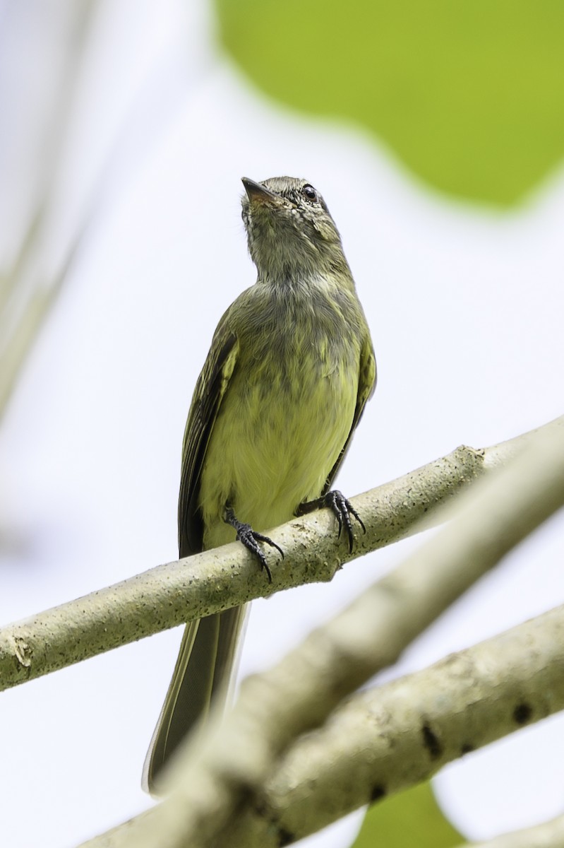 Greenish Elaenia - ML645511415