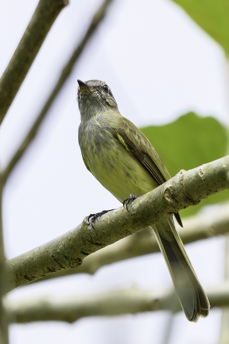 Greenish Elaenia - ML645511416