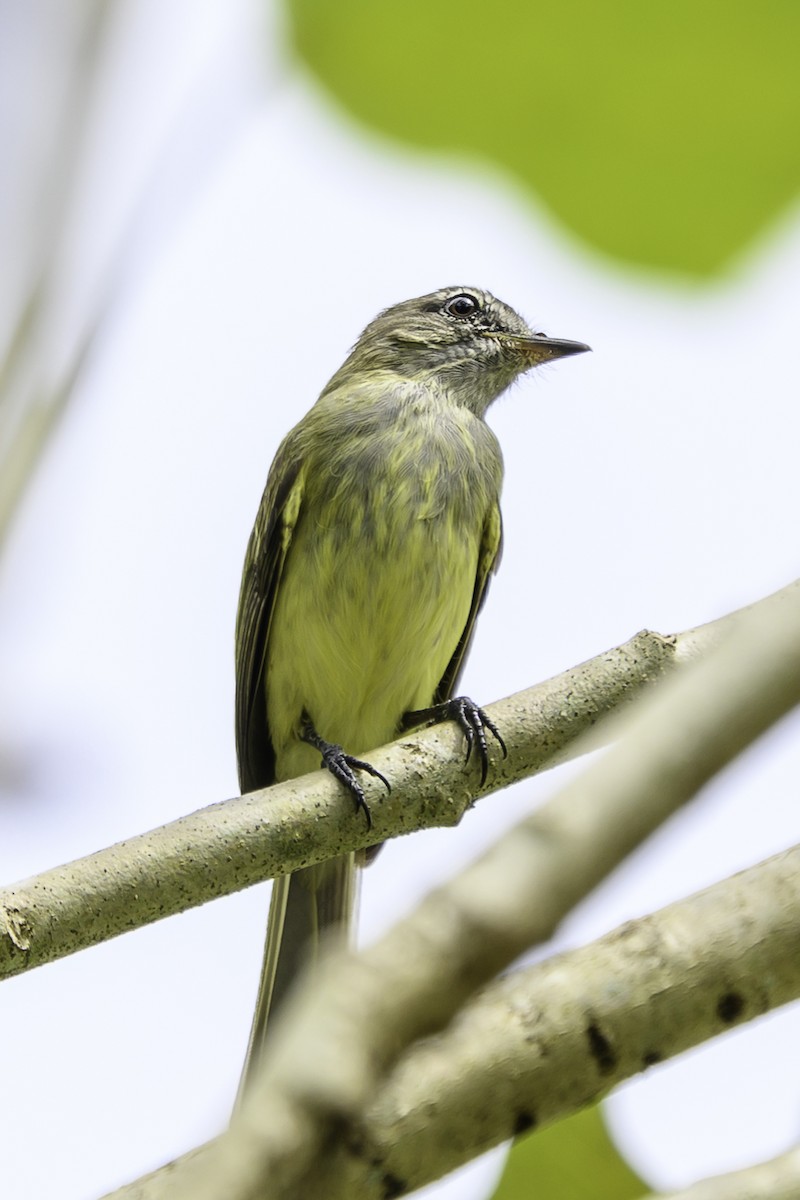 Greenish Elaenia - ML645511417