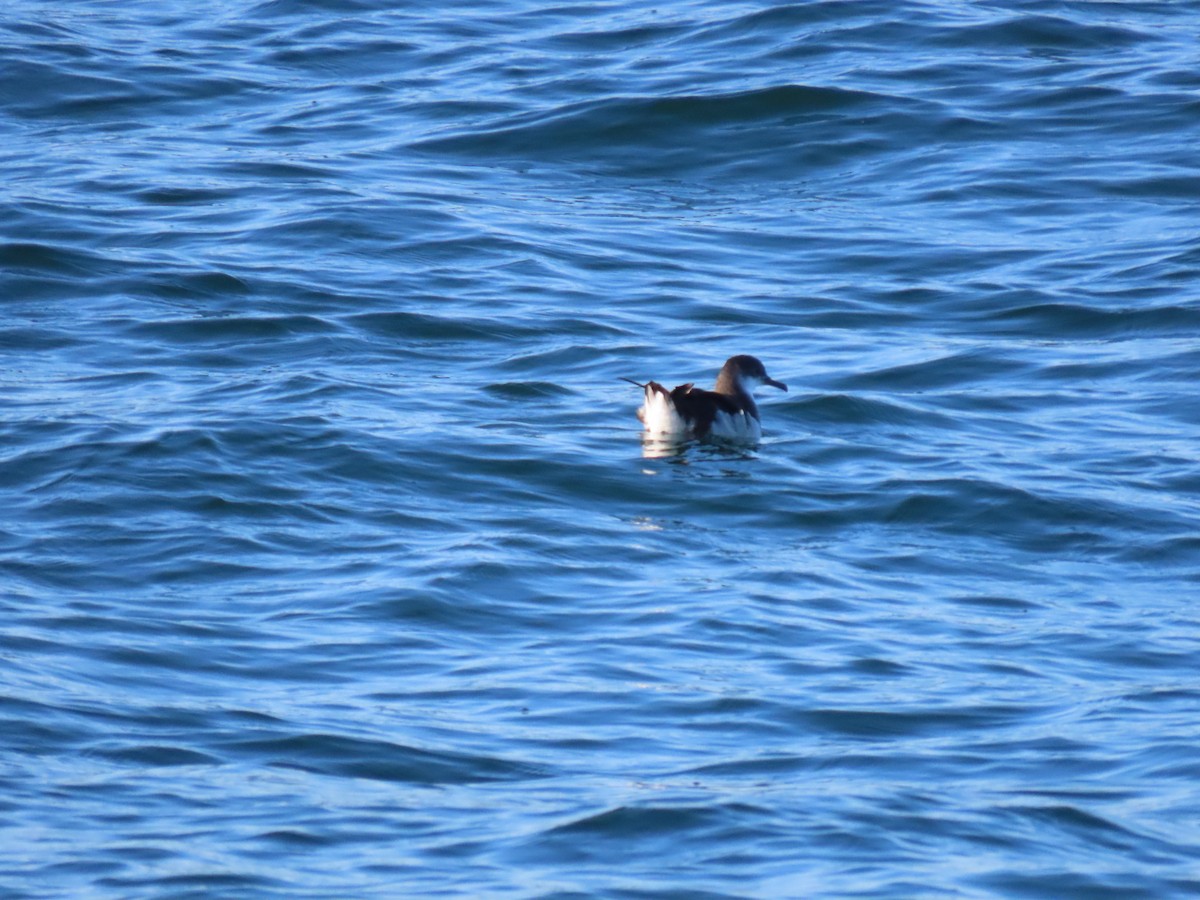 Gabai arrunta - ML645511418