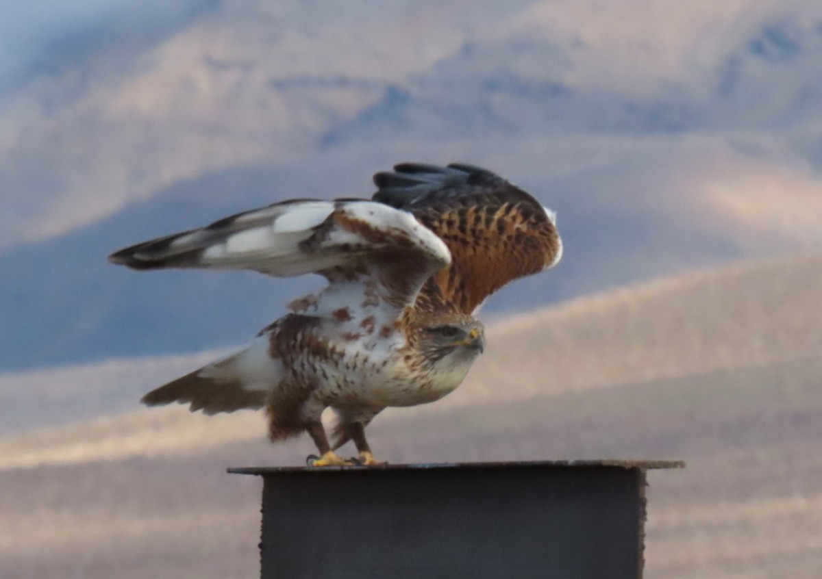 Ferruginous Hawk - ML645511420