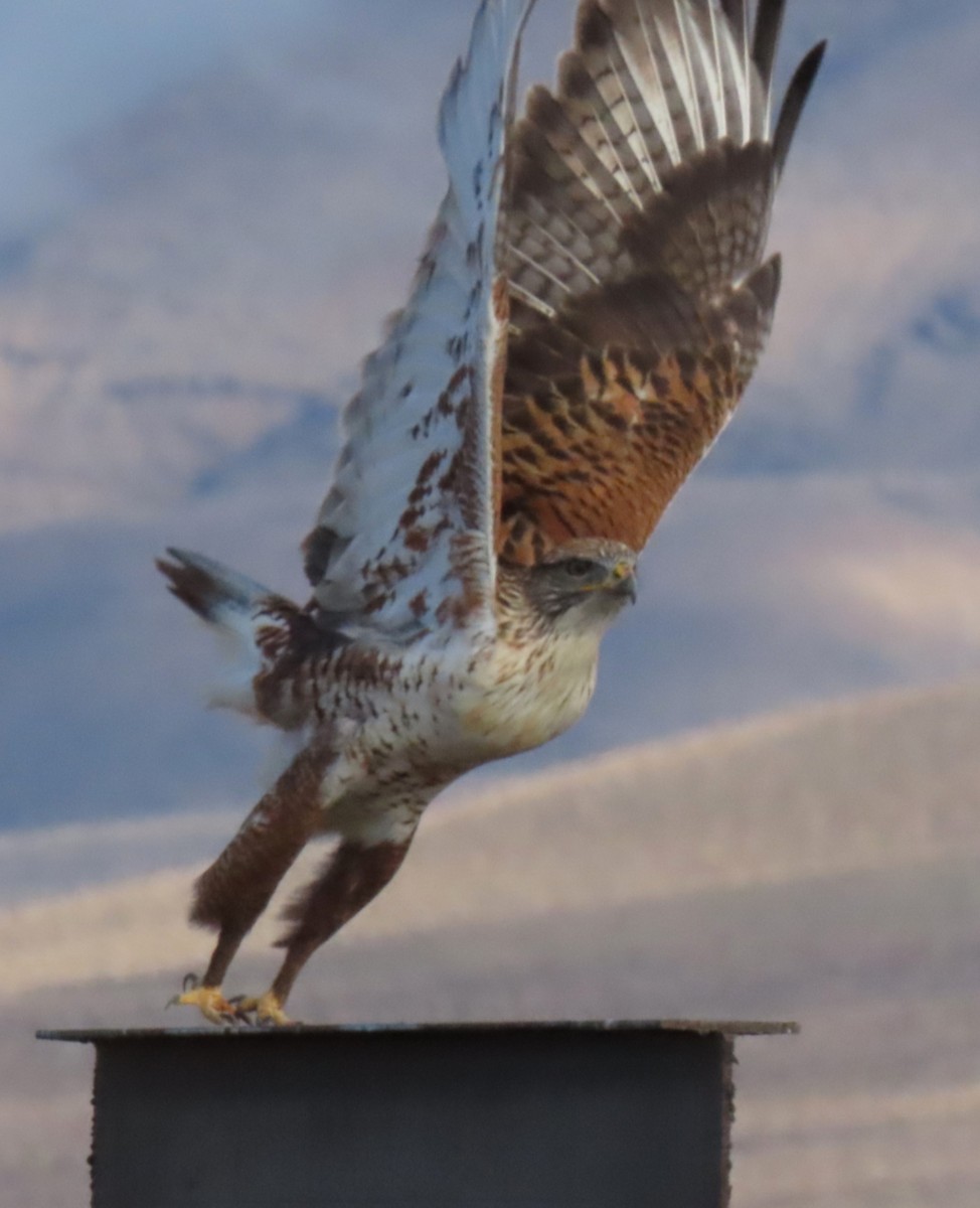 Ferruginous Hawk - ML645511421