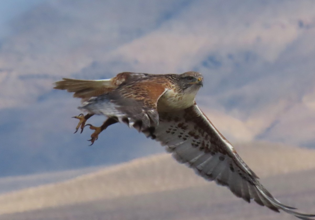 Ferruginous Hawk - ML645511422