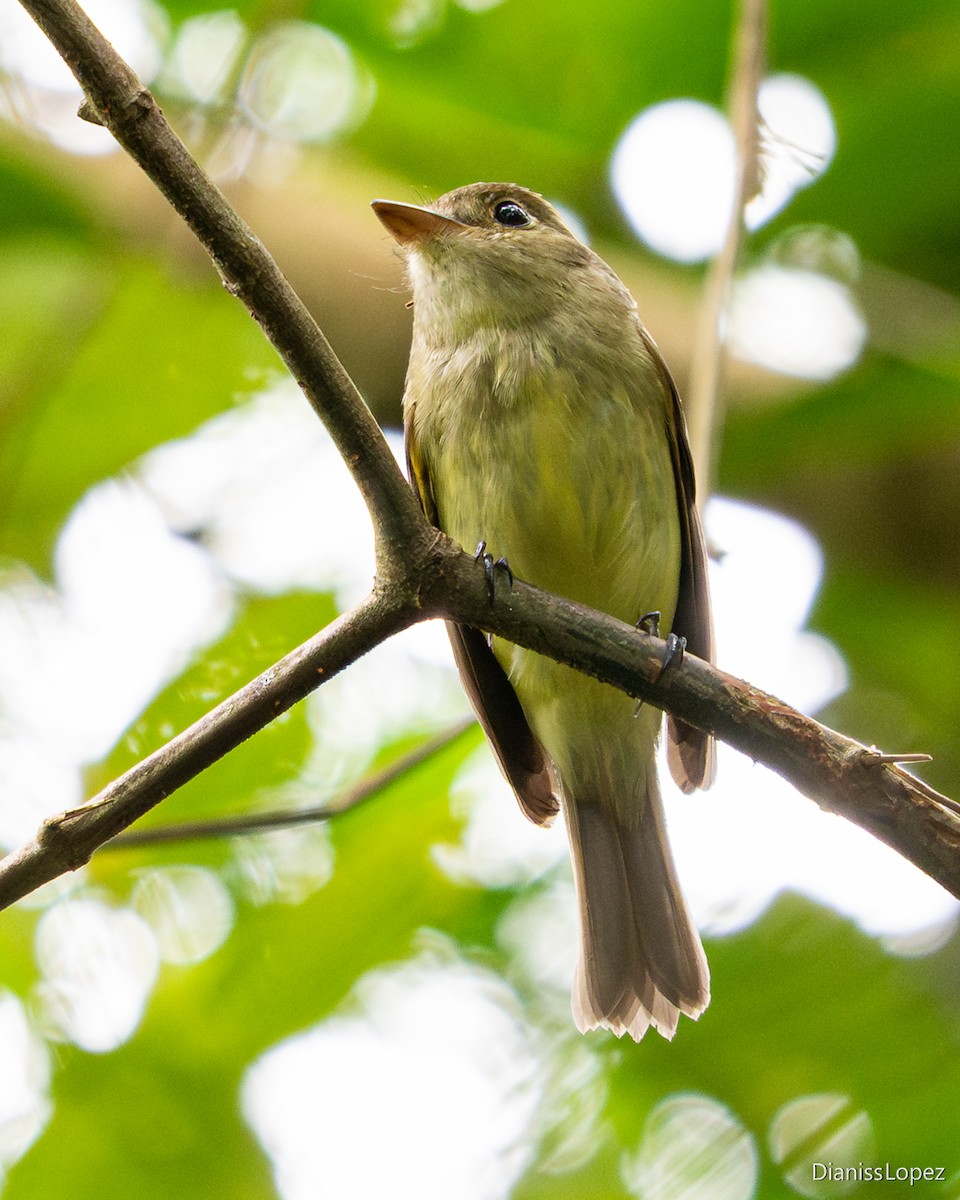 Acadian Flycatcher - ML645511423