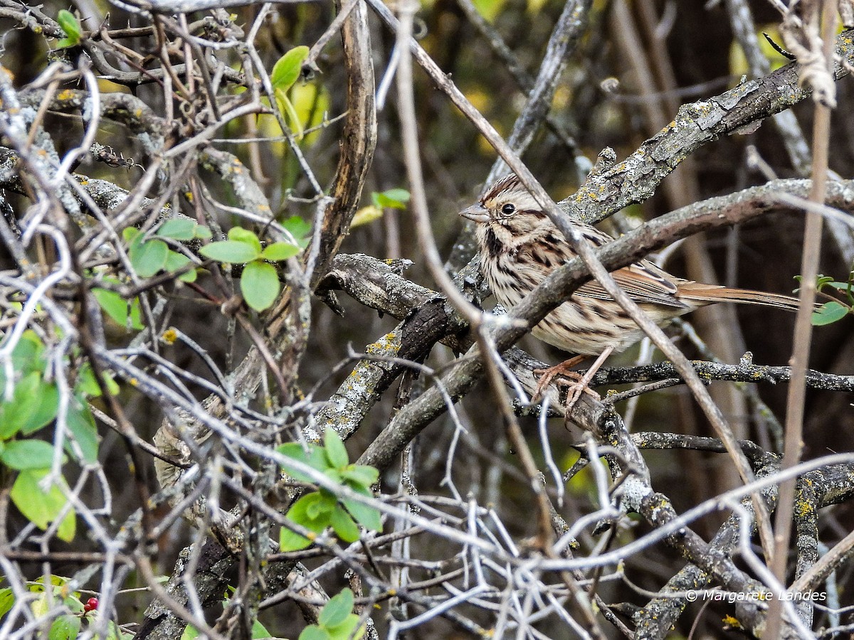 Lincoln's Sparrow - ML645511425