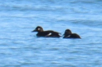 White-winged Scoter - ML645511436