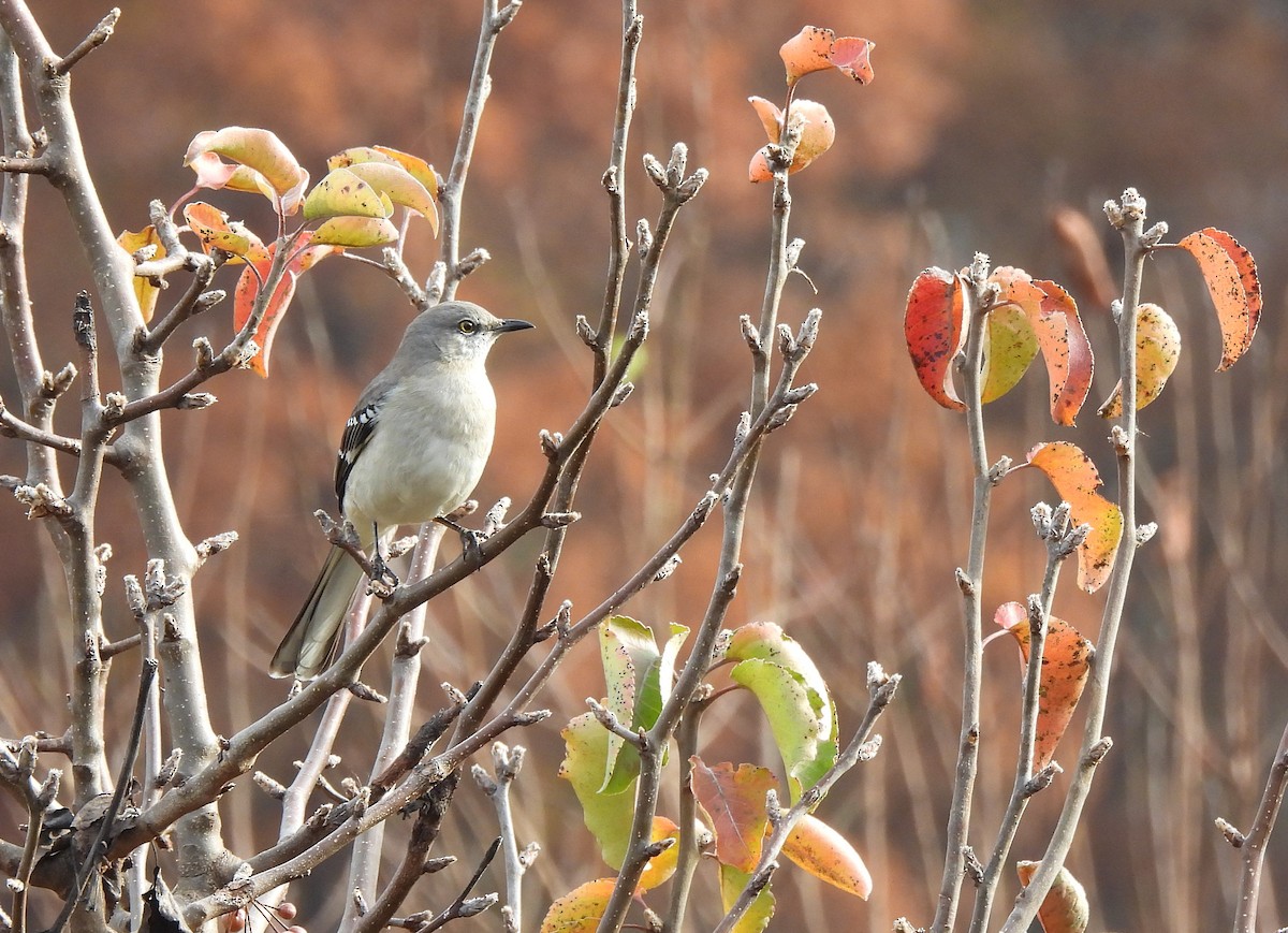 Northern Mockingbird - ML645511437