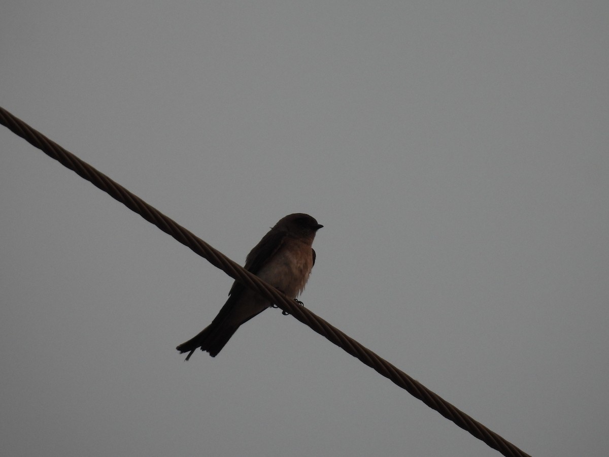 Gray-throated Martin - ML645511438