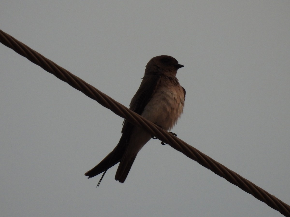 Gray-throated Martin - ML645511439