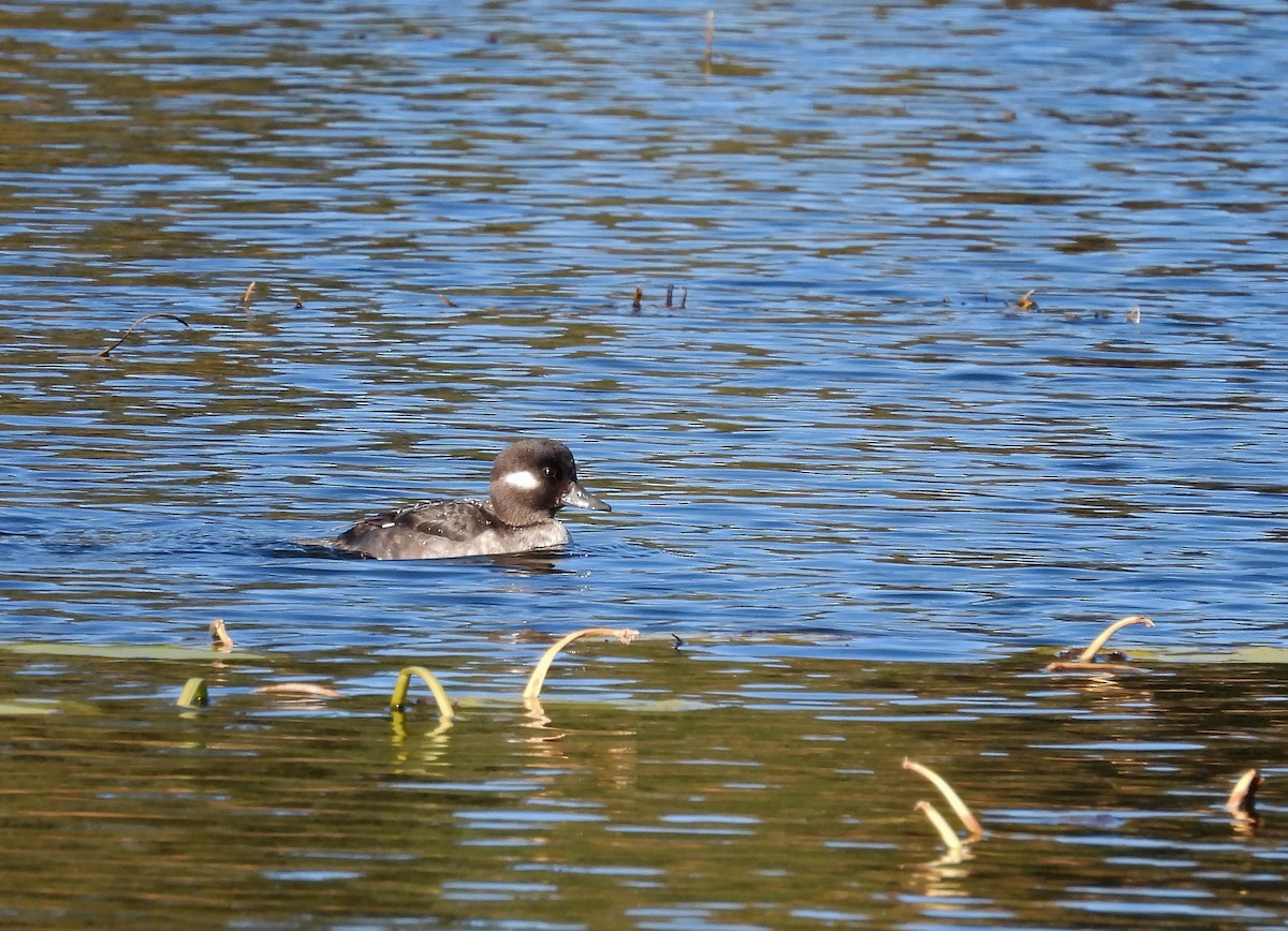 Bufflehead - ML645511440