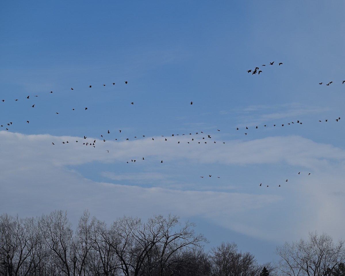 ברנטה קנדית - ML645511441