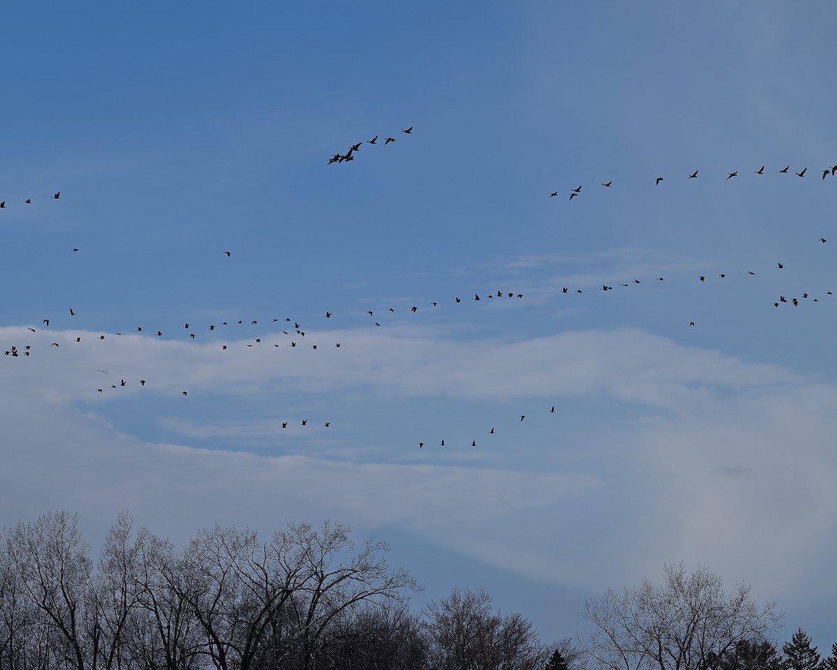 ברנטה קנדית - ML645511442