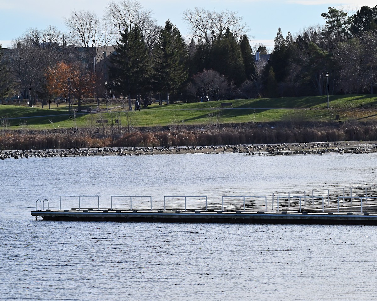 ברנטה קנדית - ML645511443