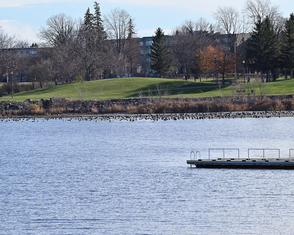 ברנטה קנדית - ML645511444