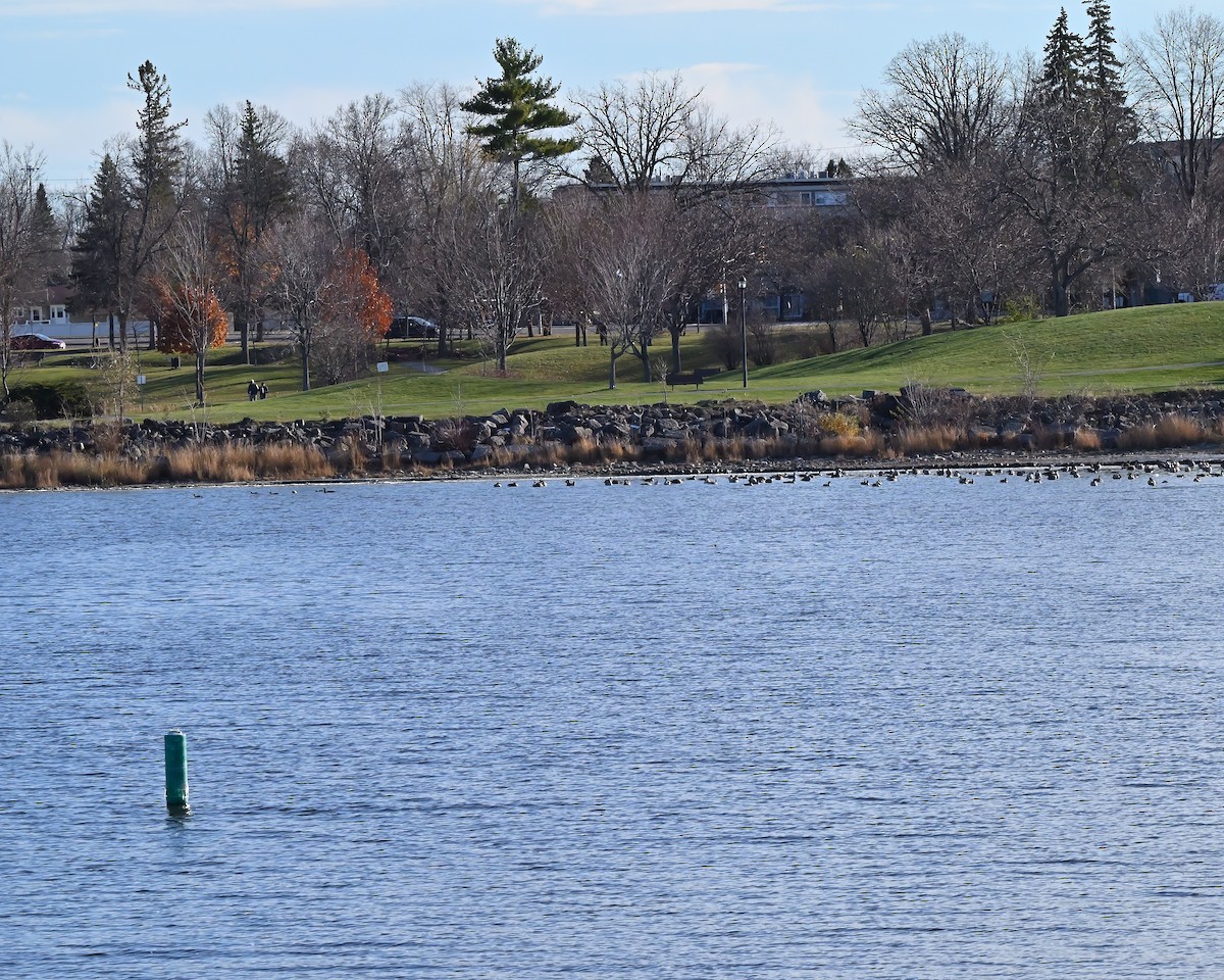 ברנטה קנדית - ML645511445