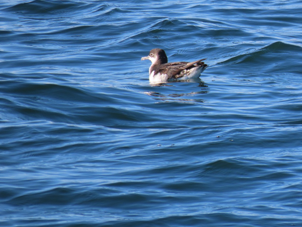 Gabai arrunta - ML645511446