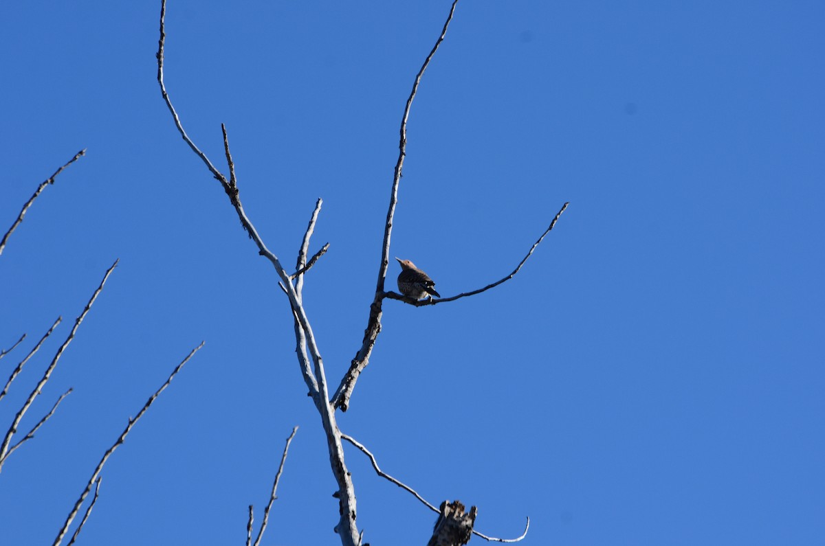 Northern Flicker - ML645511447