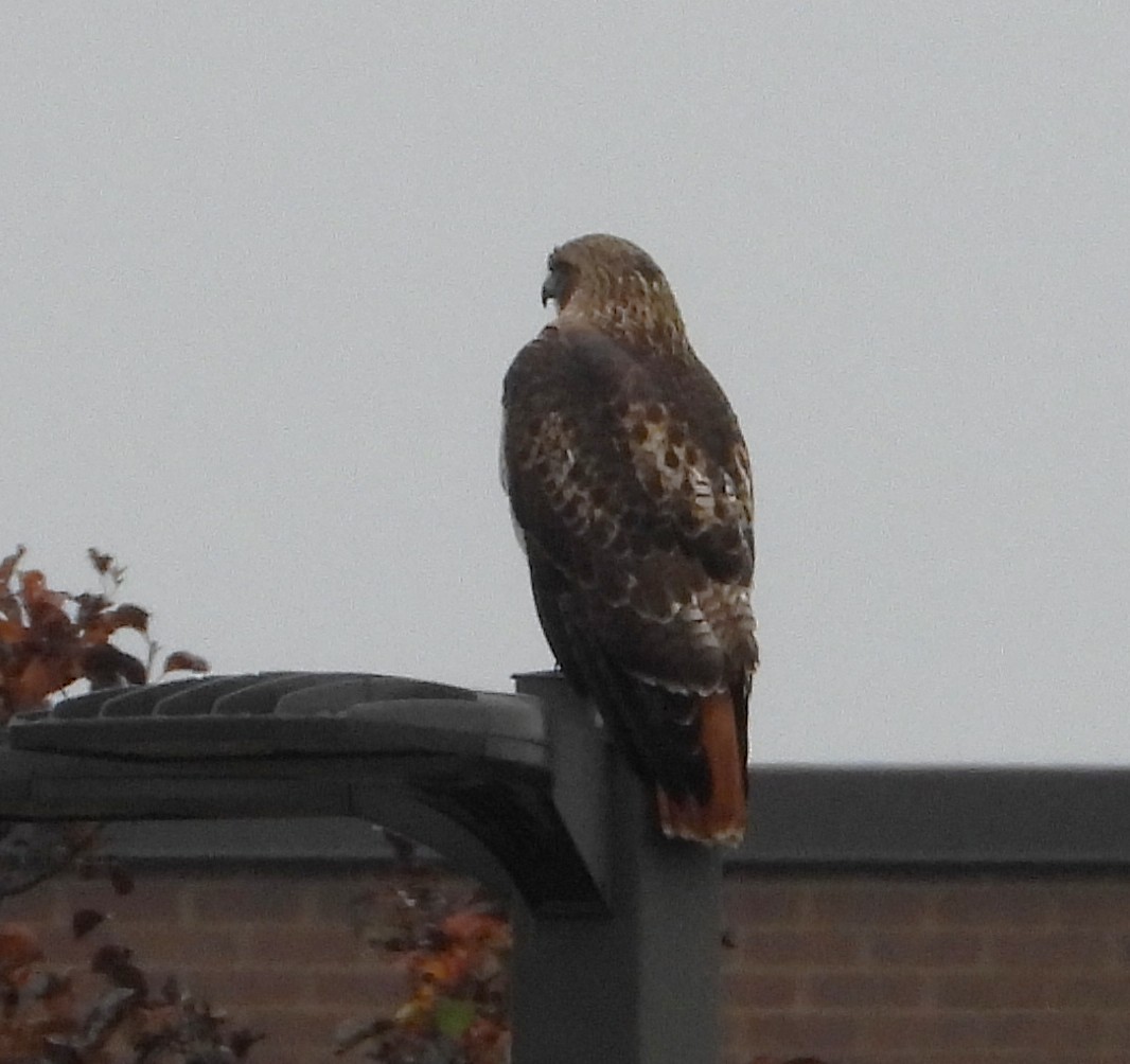 Mallard - ML645511448