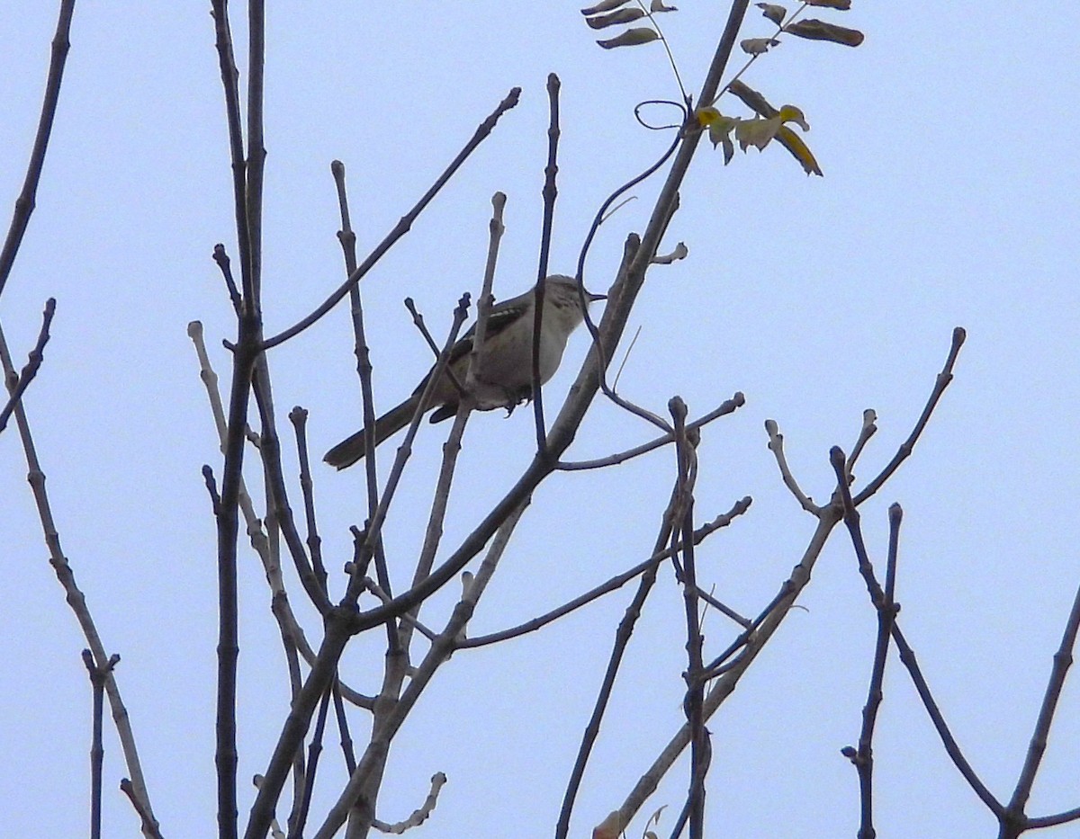 Mallard - ML645511449