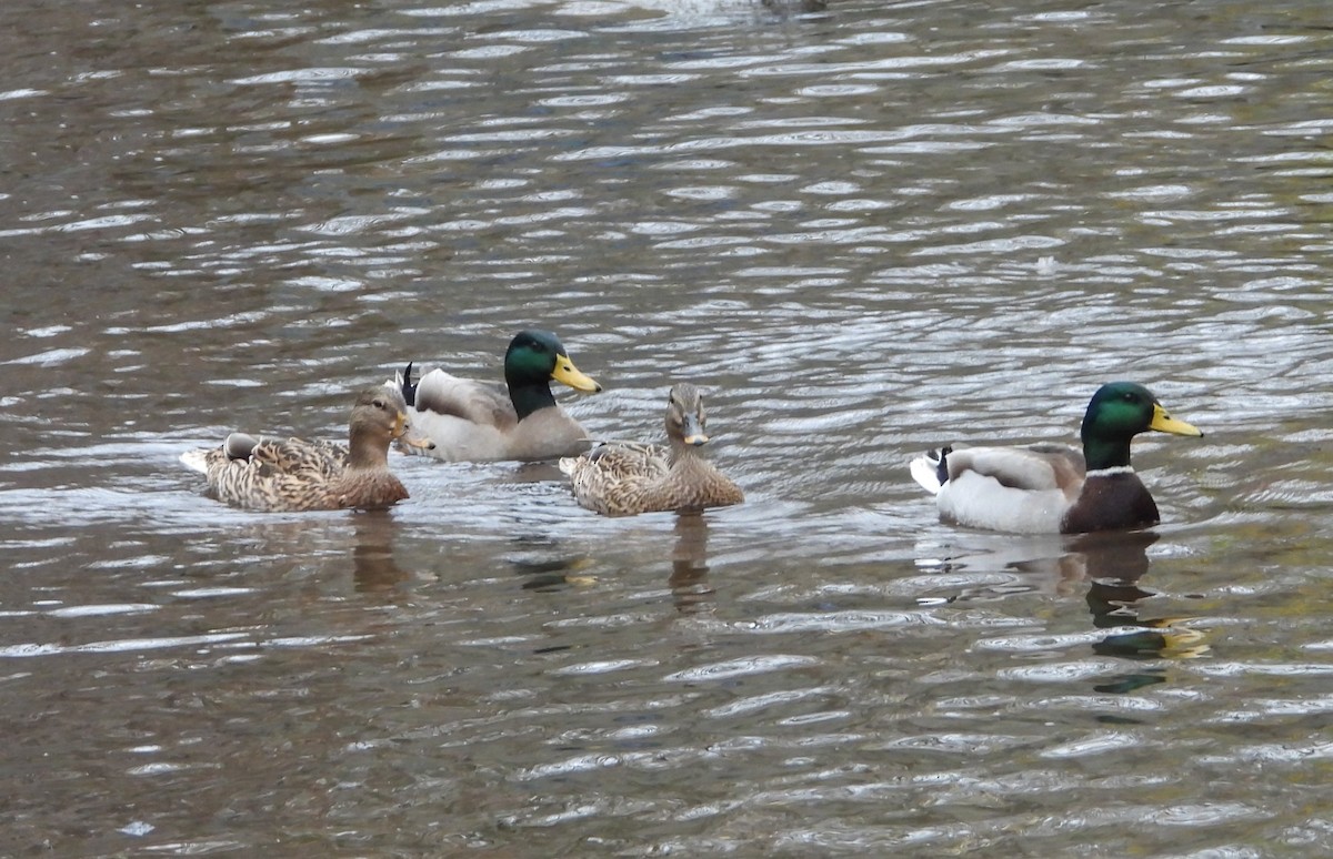 Mallard - ML645511450