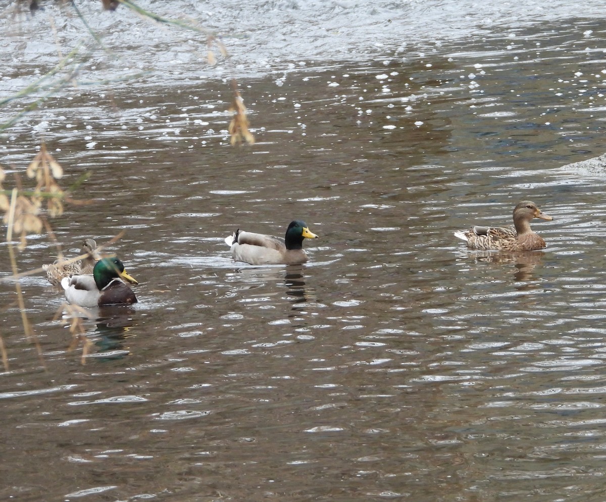 Mallard - ML645511451