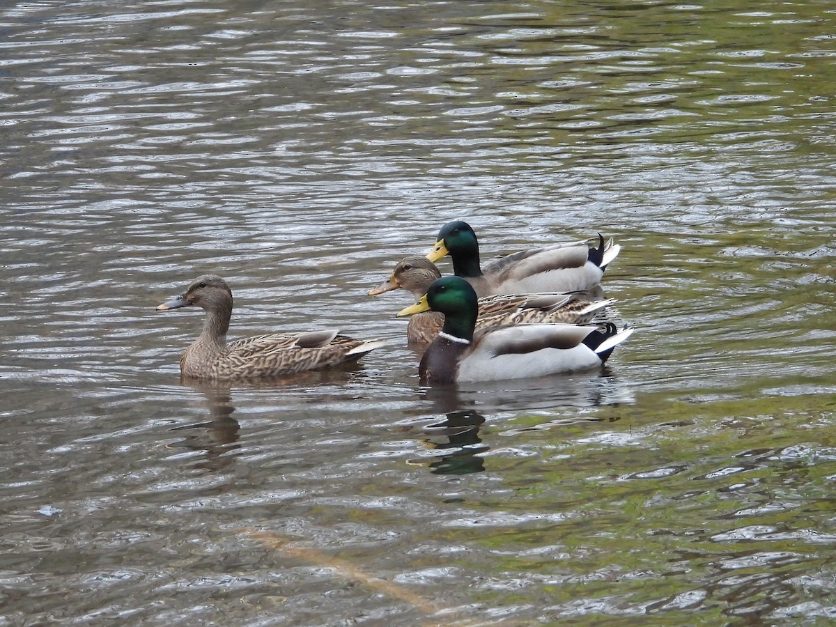 Mallard - ML645511452