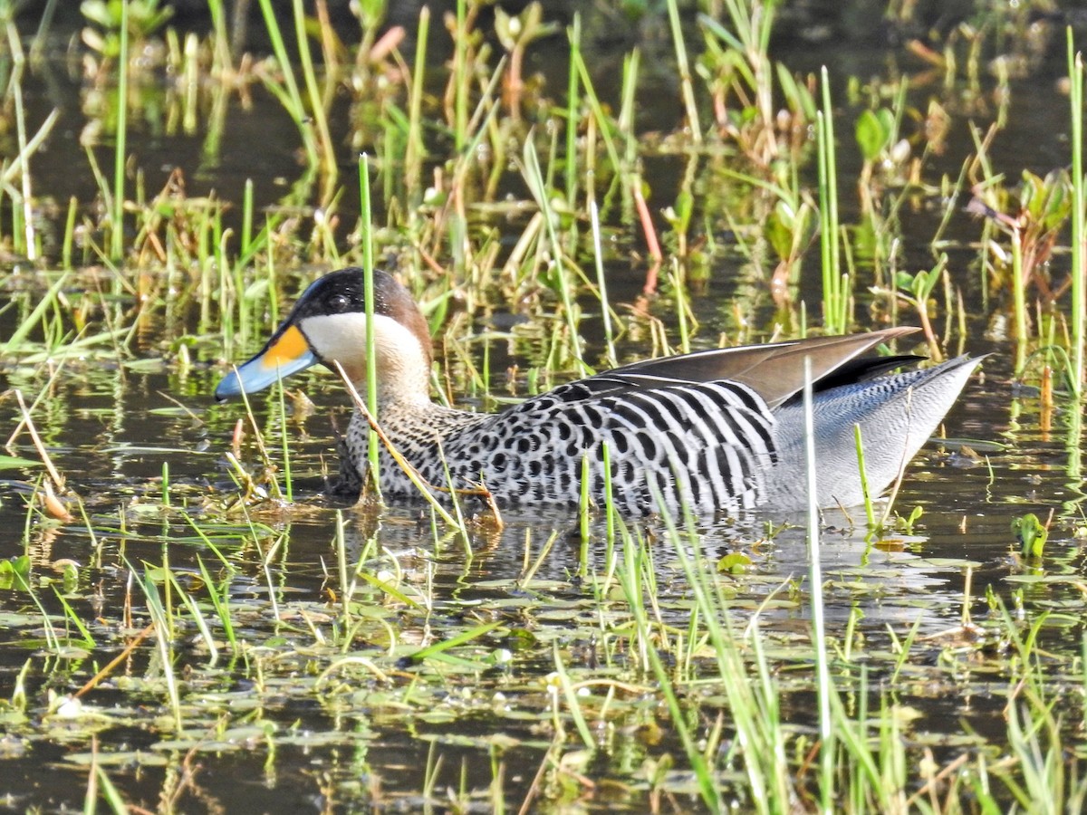 Silver Teal - ML645511454
