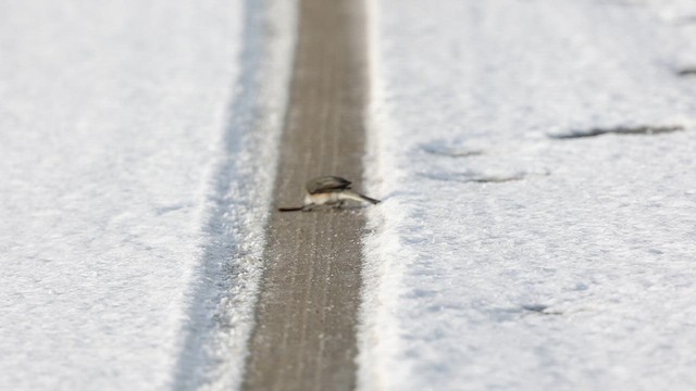 Diyukon Tiranı - ML645511455