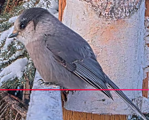 Canada Jay - ML645511462