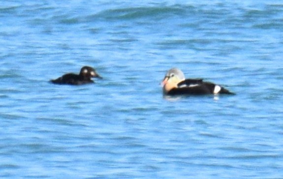 King Eider - ML645511464