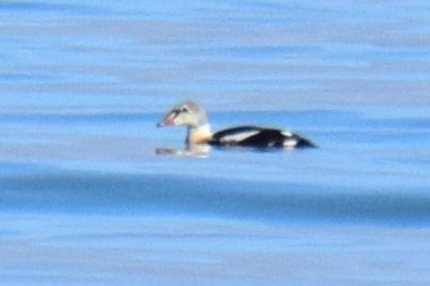 King Eider - ML645511465