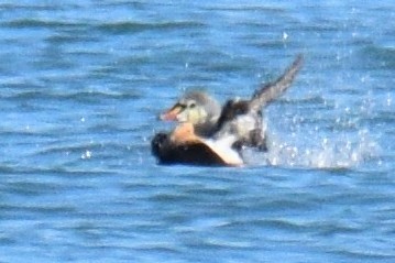 King Eider - ML645511466