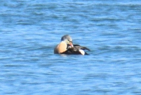 King Eider - ML645511467