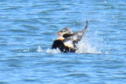 King Eider - ML645511468