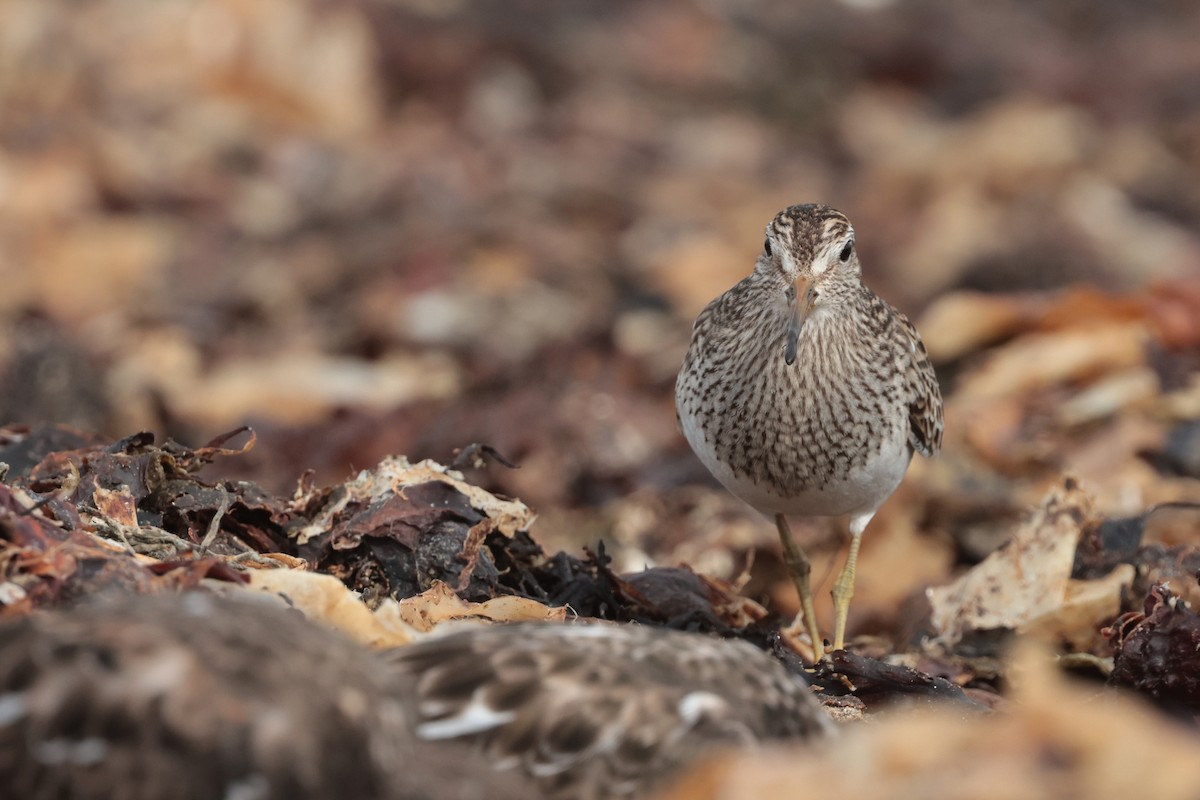 Pectoral Sandpiper - ML645511469