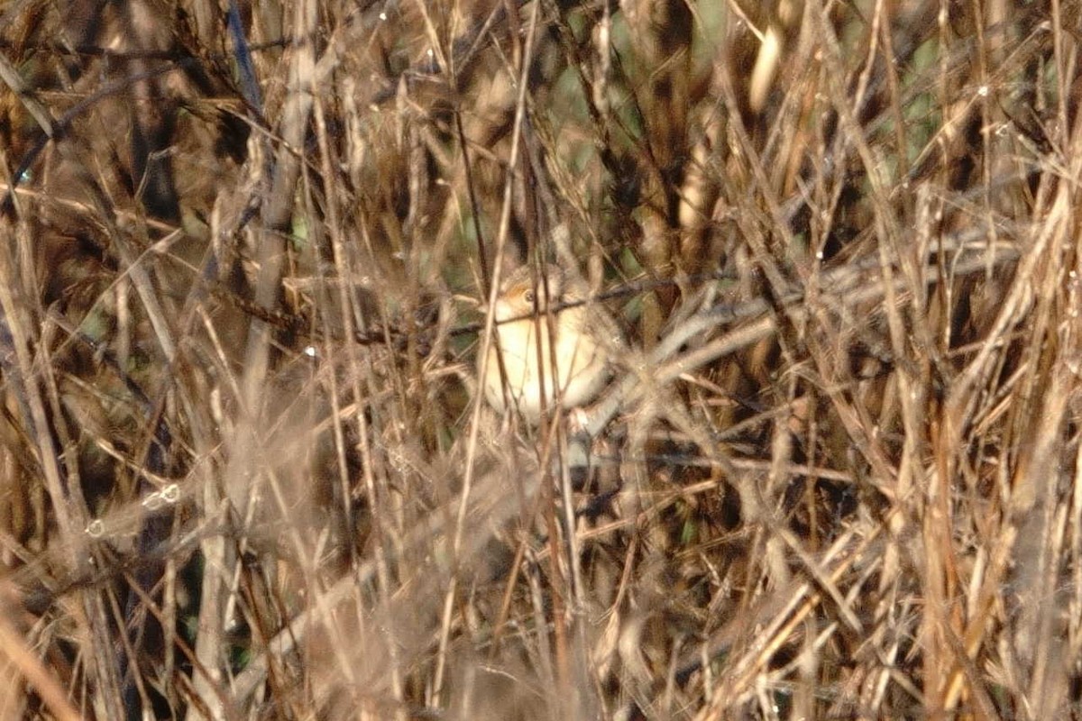 Grasshopper Sparrow - ML645511473