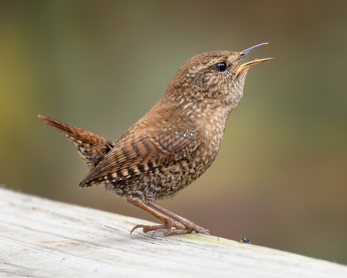 フユミソサザイ - ML645511480