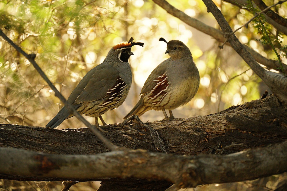 California/Gambel's Quail - ML645511482