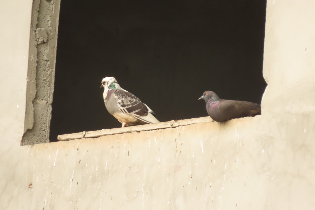 Rock Pigeon (Feral Pigeon) - ML645511483