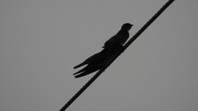 Doğulu Kızıl Kırlangıç - ML645511484