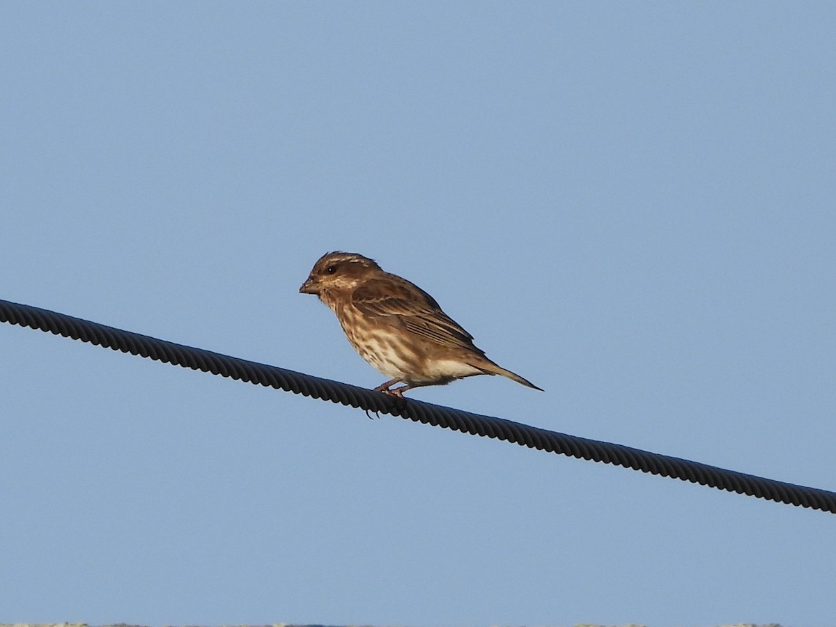 Camachuelo Purpúreo - ML645511485