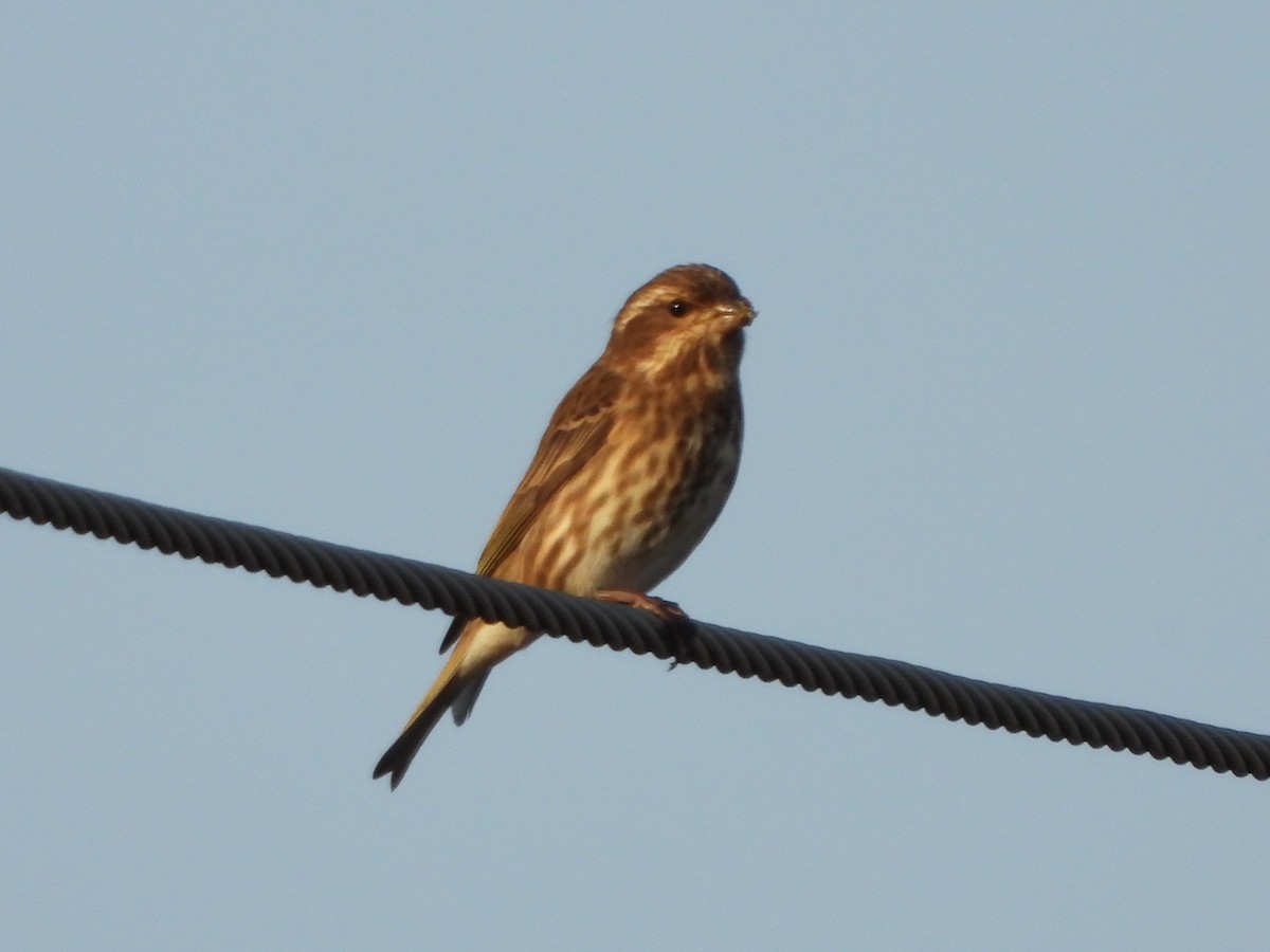 Camachuelo Purpúreo - ML645511486