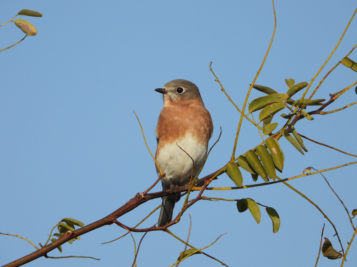 Eastern Bluebird - ML645511493