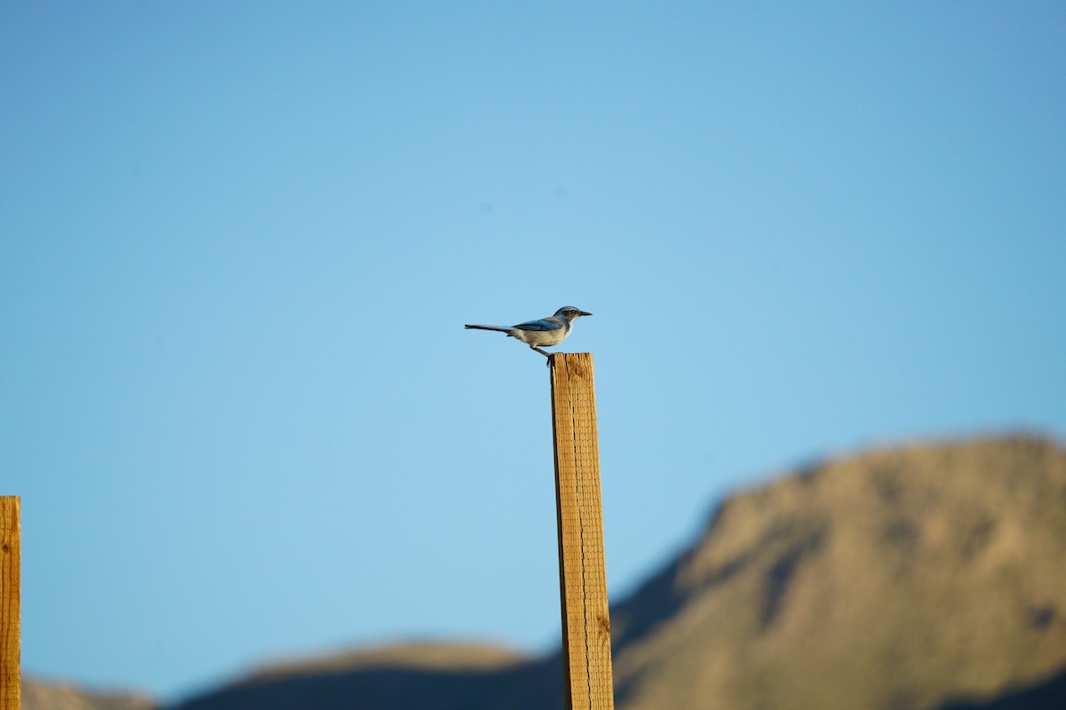 California Scrub-Jay - ML645511495