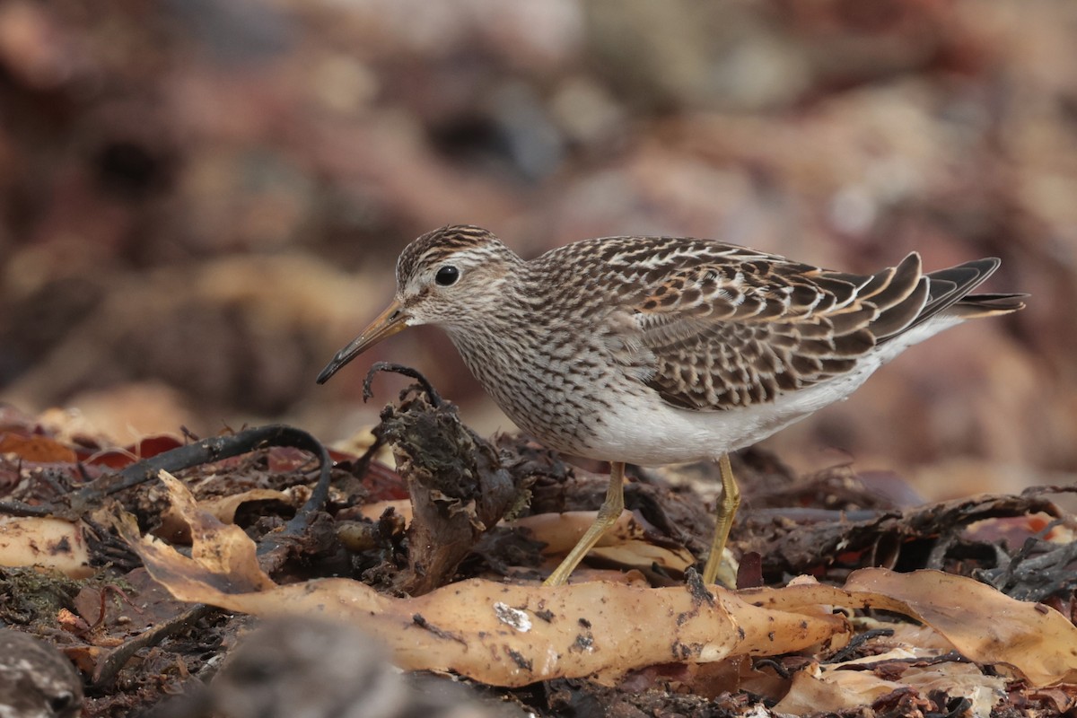 Pectoral Sandpiper - ML645511498